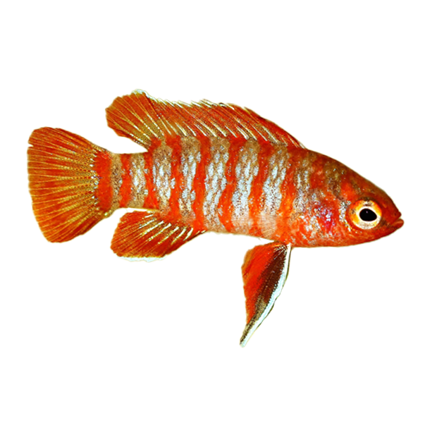Imagem do peixe Badis Escarlate